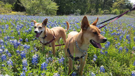 Liberty and Belle