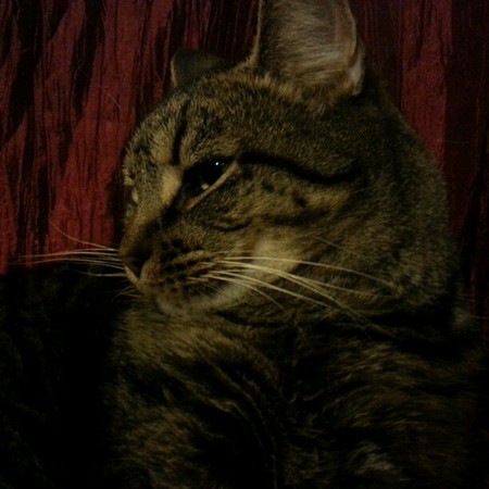 Charlie, the Zen Master kitty 