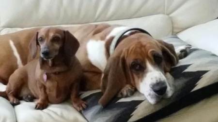Sassy (dachshund) and Sherlock (basset hound )