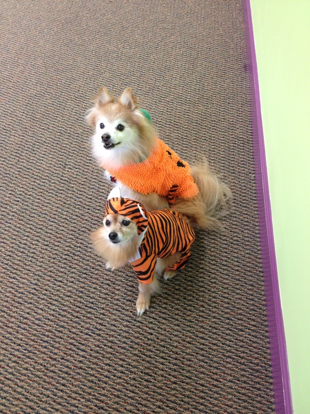 Clyde and Cleo