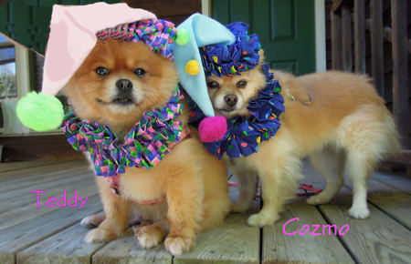 Cozmo (a COPR pom) and Teddy (an ASAP pom Franklin Tn)