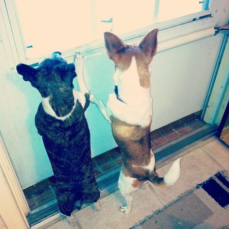 Kiddo( on the left) Peanut (on the right)
