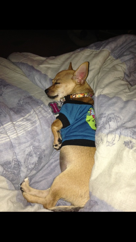 Gidget