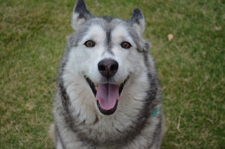 Dakota 
