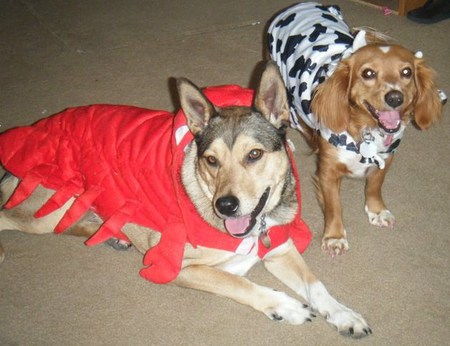 Foxy & Ivy