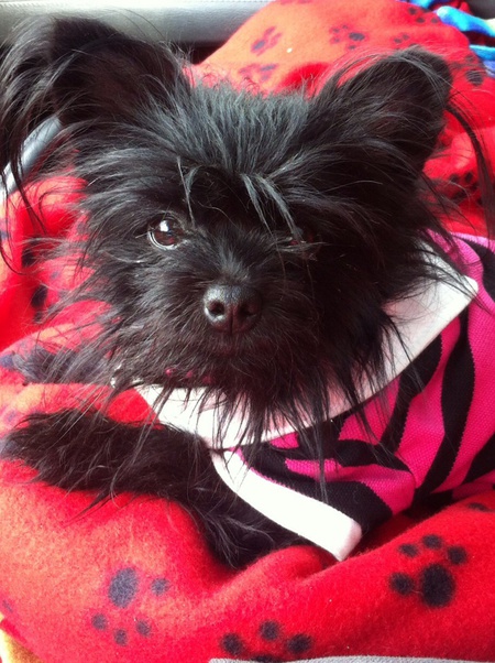 YOSHIE BOO