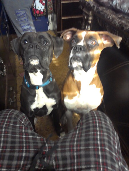 Boscoe & Gadget