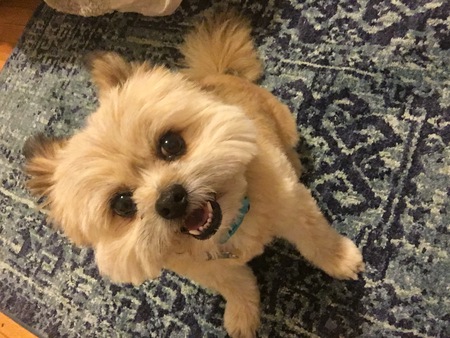 Teddy