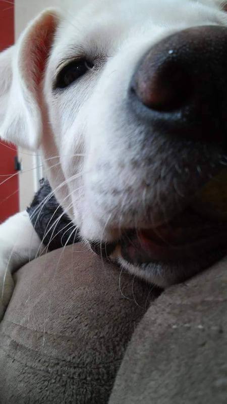 Finn