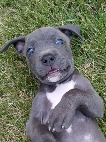 Nala