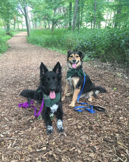 Bellatrix and Zeppelin