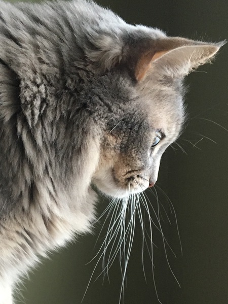 Bella