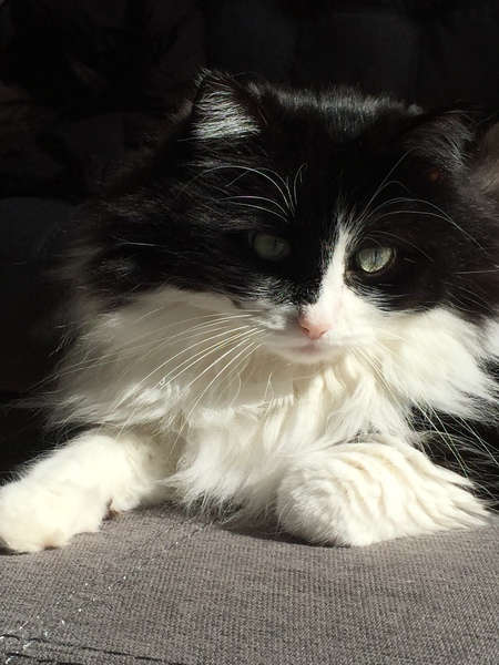 Oreo