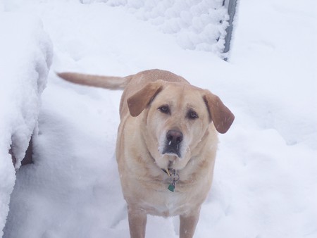 Buddy