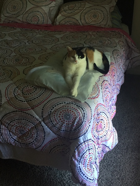 Cinnamon 