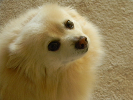Fluff