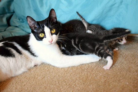 Elsie and kittens