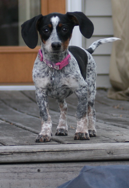 Violet