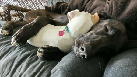 Java & Luna