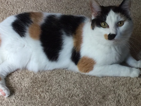ROSIE