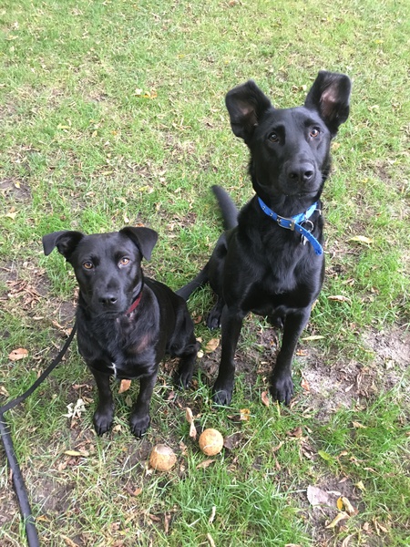 Ruby and Otis