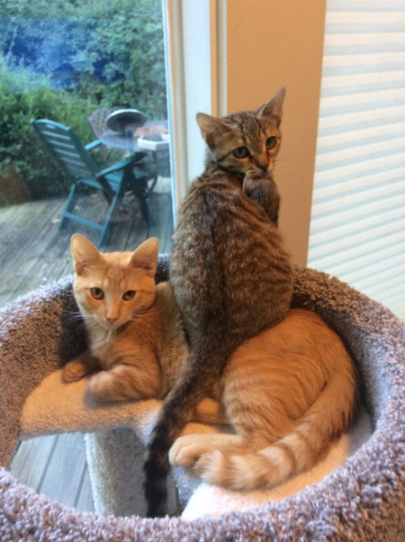 Creamsicle and Callie