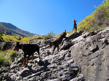 Xander (black), Roxy (red), Hazel (blue)