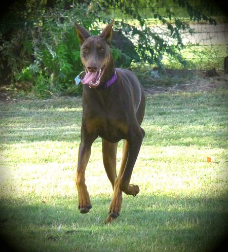 Bruno