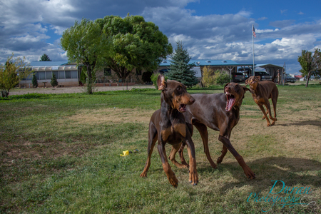 Lando, Oliver, & Dexter