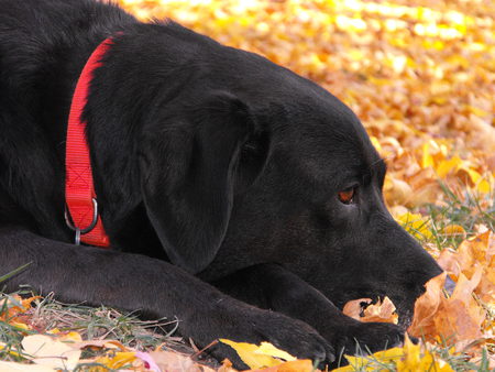 Sadie