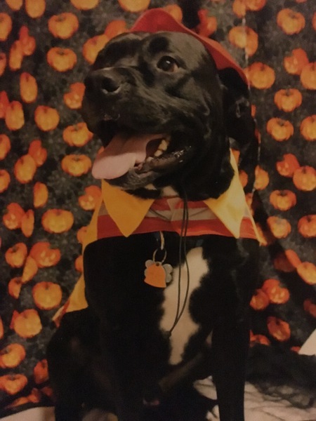 Sergeant (Sarge)
