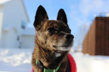 Chico