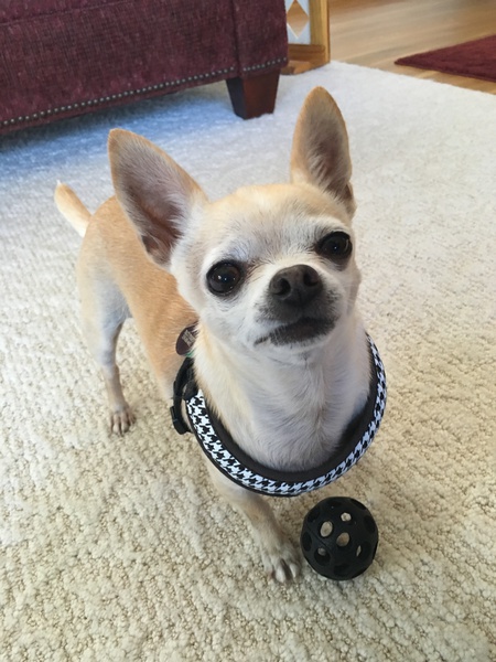 Paco
