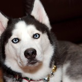 Entry image for Geddy Lee