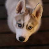 Entry image for Rafiki