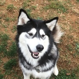 Entry image for Luna