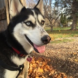 Entry image for Delilah