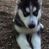 Entry image for Riley