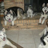 Entry image for Kayla, Cowboy, Kibby, Isis, Rox, Pegasus