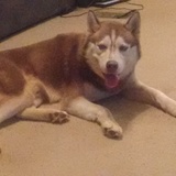 Entry image for Thor