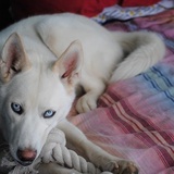 Entry image for Zozo