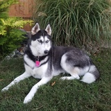 Entry image for Brandy