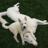 Entry image for Blaze and Capone