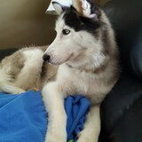 Entry image for Chief