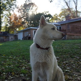 Entry image for Niko