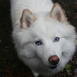 Entry image for Loki