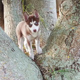 Entry image for Casey