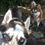 Entry image for Luna and Bear