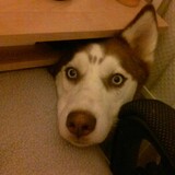 Entry image for Ally