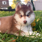 Entry image for Jasmine